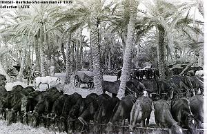TUNISIE 1939  66 EME  REGIMENT D ARTILLERIE (31)